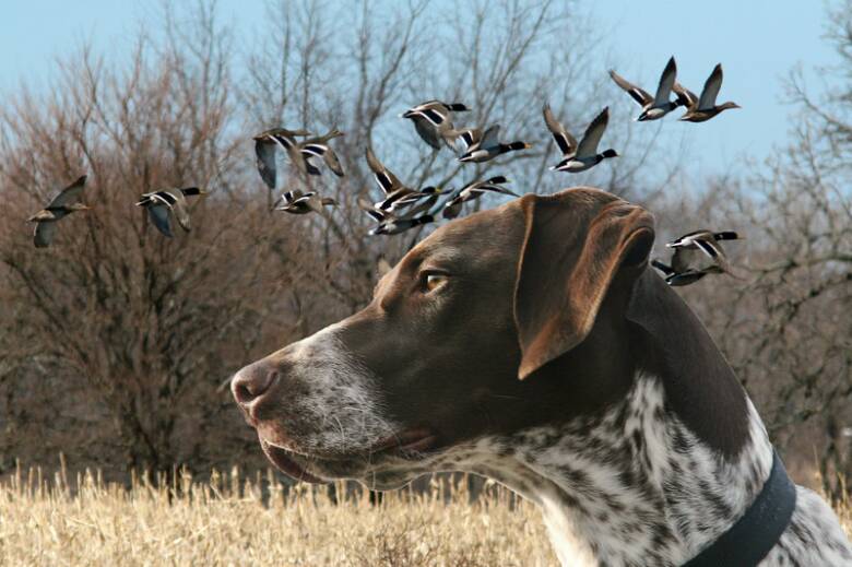 German Shorthaired Pointer Puppies For Sale In Maine German